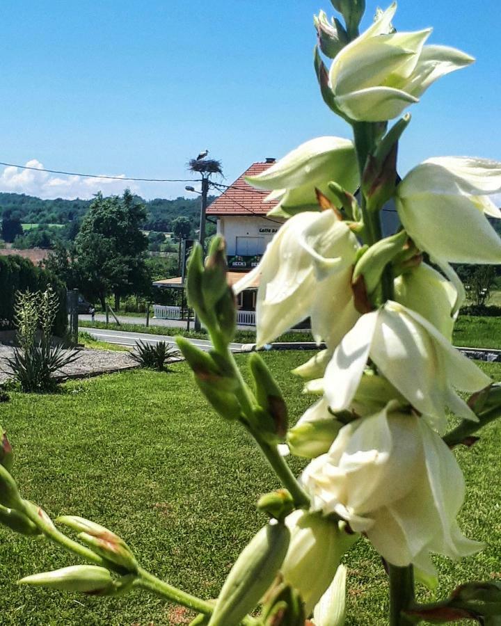 Apartman Lena Tusilovic 外观 照片